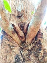 View of Mango tree trunk Royalty Free Stock Photo