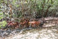 View of a mangrove swamp - Santa Marta, Colombia Royalty Free Stock Photo