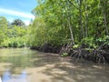 View of mangrove trees from river cruise in Kilim Karst Geoforest Park, Langkawi island, Kedah, Malaysia. Royalty Free Stock Photo