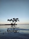 view of mangrove trees at sunset standing in the middle of the ocean Royalty Free Stock Photo