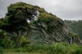 Manuka tree on coastal hill