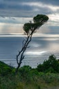 Manuka tree on coastal hill