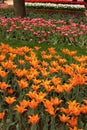 View of many colored tulips in a big garden in Istanbul Tulip Festival Royalty Free Stock Photo