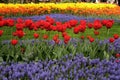 View of many colored tulips in a big garden in Istanbul Tulip Festival Royalty Free Stock Photo