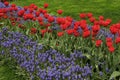 View of many colored tulips in a big garden in Istanbul Tulip Festival Royalty Free Stock Photo