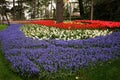 View of many colored tulips in a big garden in Istanbul Tulip Festival Royalty Free Stock Photo