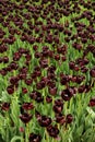 View of many dark colored tulips in a big garden in Istanbul Tulip Festival