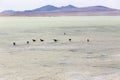 View of many laughing gulls in lagoon Royalty Free Stock Photo