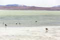 View of many laughing gulls in lagoon Royalty Free Stock Photo