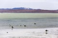 View of many laughing gulls in lagoon Royalty Free Stock Photo