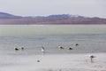 View of many laughing gulls in lagoon Royalty Free Stock Photo