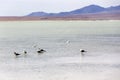 View of many laughing gulls in lagoon Royalty Free Stock Photo