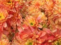 View of many orange chrysanthemums