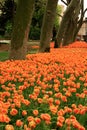 View of many orange colored tulips with greens by the road and under trees in Gulhane Park at Istanbul Tulip Festival Royalty Free Stock Photo