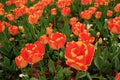 View of many orange colored tulips with greens in Istanbul Tulip Festival