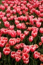 View of many pink colored tulips in a big garden in Istanbul Tulip Festival Royalty Free Stock Photo