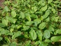 View on many plants of the broadleaf plantain, white man`s foot, or greater plantain Plantago major in bright sunlight Royalty Free Stock Photo