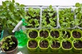 View of the many pots with seedlings Royalty Free Stock Photo