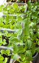 View of the many pots with seedlings Royalty Free Stock Photo