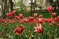 View of many red colored tulips in a big garden in Istanbul Tulip Festival Royalty Free Stock Photo
