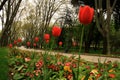 View of many red colored tulips with greens by the road and under trees in Gulhane Park at Istanbul Tulip Festival