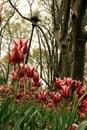 View of many red colored tulips with greens under trees in Gulhane Park at Istanbul Tulip Festival