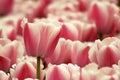 Close up tulip with red and white colored in a garden Royalty Free Stock Photo