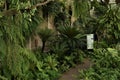 View on many species of ferns in Wilhelma zoo and botanical garden, Stuttgart.