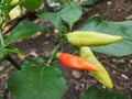 view of many Tabasco pepper (Capsicum frutescens) or Chilli peppers on tree branches with green leaves nature background