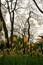View of many yellow colored tulips with greens by the road and under trees in Gulhane Park at Istanbul Tulip Festival Royalty Free Stock Photo