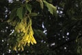 View on maple samaras - maple keys, helicopters, whirlybirds or polynoses - in the summer at sunset. They are shaped to spin as