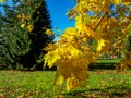 View of maple tree with bright yellow leaves with with park, green lawn and blue sky in background Royalty Free Stock Photo