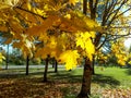 View of maple tree with bright yellow leaves with with park, green lawn and blue sky in background Royalty Free Stock Photo