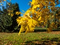 View of maple tree with bright yellow leaves with with park, green lawn and blue sky in background Royalty Free Stock Photo