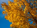 View of maple tree with bright yellow and orange leaves on branches with blue sky in background in bright sunlight Royalty Free Stock Photo