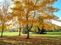 View of maple tree with bright yellow and orange leaves with outdoor landscape with park, green lawn and blue sky in background Royalty Free Stock Photo