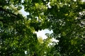 View on maple trees from below. Green forest in summer Royalty Free Stock Photo