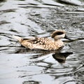 A view of a Marbled Teal  Duck Royalty Free Stock Photo