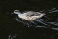 A view of a Marbled Teal Royalty Free Stock Photo