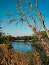 View of marina on sacramento river framed by dead tree in fall Royalty Free Stock Photo