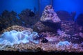 View of a marine water fish tank.