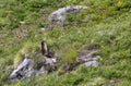 View of marmot in mountain