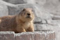 View of a marmot at Wildlands Emmen, 1 may 2023