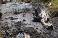 View of a marsh or bog quicksand Royalty Free Stock Photo