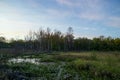 View of marshy area on the edge of a Northwoods forest at sunset