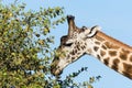 Masai giraffe Giraffa Camelopardalis Tippelskirchii eating branches from a tree in Maasai Mara National Reserve, Kenya Royalty Free Stock Photo