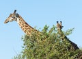 Masai giraffe Giraffa Camelopardalis Tippelskirchii eating branches from a tree in Maasai Mara National Reserve, Kenya Royalty Free Stock Photo