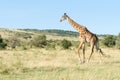 Masai giraffe Giraffa Camelopardalis Tippelskirchii walking in Maasai Mara National Reserve, Kenya Royalty Free Stock Photo