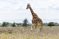 Masai giraffe Giraffa Camelopardalis Tippelskirchii walking in Maasai Mara National Reserve, Kenya Royalty Free Stock Photo