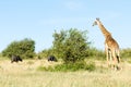 Masai giraffe and two African buffaloes in Maasai Mara National Reserve, Kenya Royalty Free Stock Photo